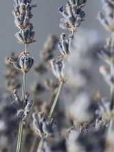 Lade das Bild in den Galerie-Viewer, Soy Wax Candle Lavender