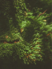 Lade das Bild in den Galerie-Viewer, Soy Wax Candle Moss