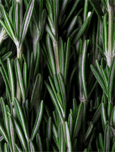 Lade das Bild in den Galerie-Viewer, Deep Cleanse Scalp Scrub, Rosemary & Mint