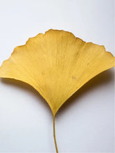 Lade das Bild in den Galerie-Viewer, Antioxidant Ginkgo Gel Booster