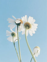 Lade das Bild in den Galerie-Viewer, Sensitive Skin Oil-To-Milk Cleanser