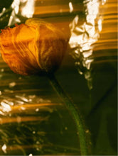 Lade das Bild in den Galerie-Viewer, Nourishing Facial Oil