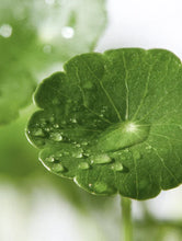 Lade das Bild in den Galerie-Viewer, Exosome & Niacinamide Serum