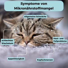 Lade das Bild in den Galerie-Viewer, Mikronährstoff-Test Katze
