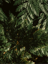 Lade das Bild in den Galerie-Viewer, Gloss Conditioner, Smoky Green Vetiver
