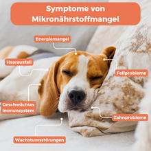 Lade das Bild in den Galerie-Viewer, Barf-Test Hund
