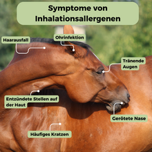 Lade das Bild in den Galerie-Viewer, Inhalationsallergene-Test Pferd
