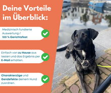 Lade das Bild in den Galerie-Viewer, DNA Hunderassenbestimmung

