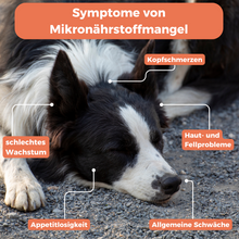 Lade das Bild in den Galerie-Viewer, Mikronährstoff-Test Hund
