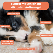 Lade das Bild in den Galerie-Viewer, Allergietest für Welpen
