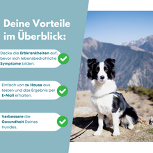 Lade das Bild in den Galerie-Viewer, DNA-Erbkrankheiten Analyse Hund
